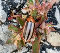 Disonycha leptolineata