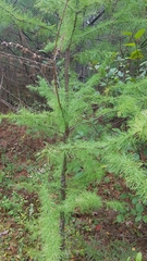 Larix laricina image