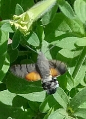 Macroglossum stellatarum