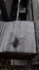 Mesosa curculionoides