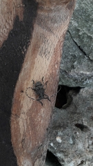 Mesosa curculionoides