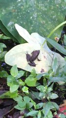 Abelmoschus esculentus