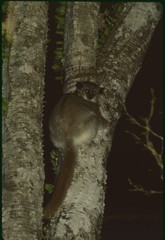 Lepilemur leucopus