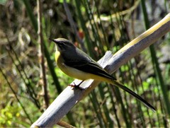 Motacilla cinerea cinerea