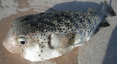 Chilomycterus reticulatus