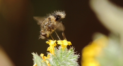 Triploechus heteronevrus