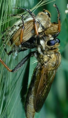 Echthistus rufinervis