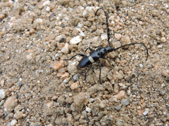 Lissonotus flavocinctus puncticollis