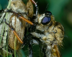 Echthistus rufinervis