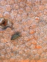 Amblysellus curtisii