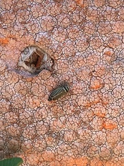 Amblysellus curtisii