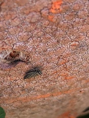 Amblysellus curtisii