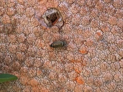 Amblysellus curtisii