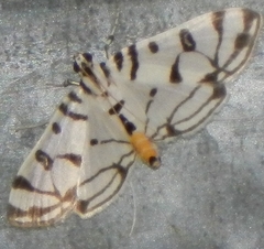 Conchylodes platinalis