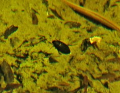 Meladema