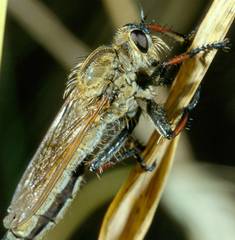Echthistus rufinervis