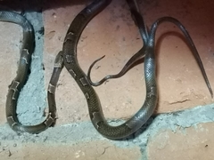 Leptodeira nigrofasciata