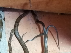 Leptodeira nigrofasciata