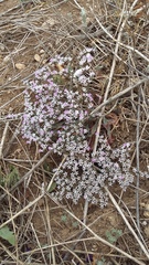 Goniolimon rubellum