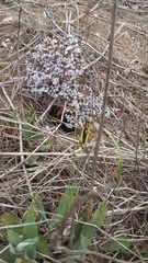 Libelloides macaronius