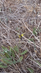 Libelloides macaronius