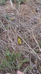 Libelloides macaronius