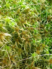 Sphagnum recurvum