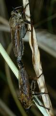 Echthistus rufinervis