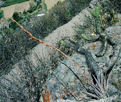 Tillandsia latifolia