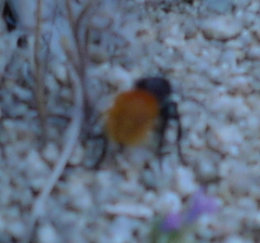 Dasymutilla magnifica