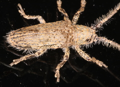 Rhytiphora neglecta