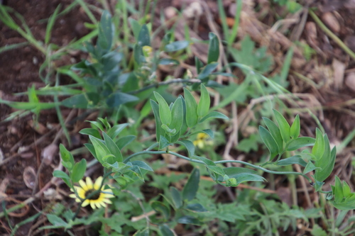 Image of Asparagus ovatus by (c) Tony Rebelo, some rights reserved (CC BY-SA)
