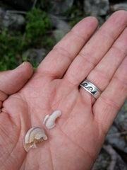 Oreohelix