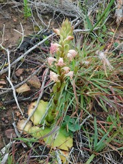 Satyrium bicorne × erectum