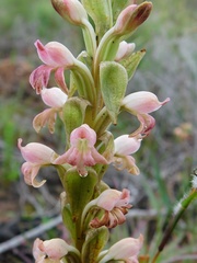 Satyrium bicorne × erectum