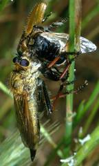 Echthistus rufinervis