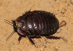 Geoscapheus dilatatus