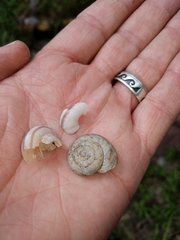 Oreohelix