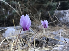 Cyclamen