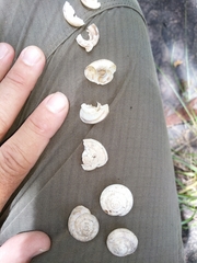 Oreohelix