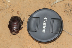 Geoscapheus dilatatus