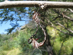 Notoaeschna sagittata