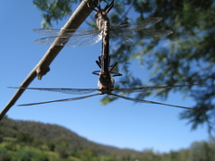 Notoaeschna sagittata