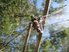 Notoaeschna sagittata