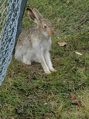 Lepus townsendii