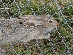 Lepus townsendii
