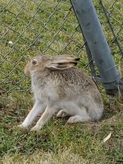 Lepus townsendii