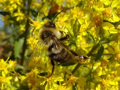 Bombus impatiens