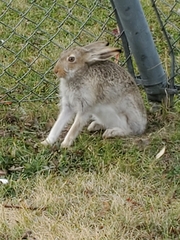 Lepus townsendii