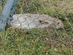 Lepus townsendii